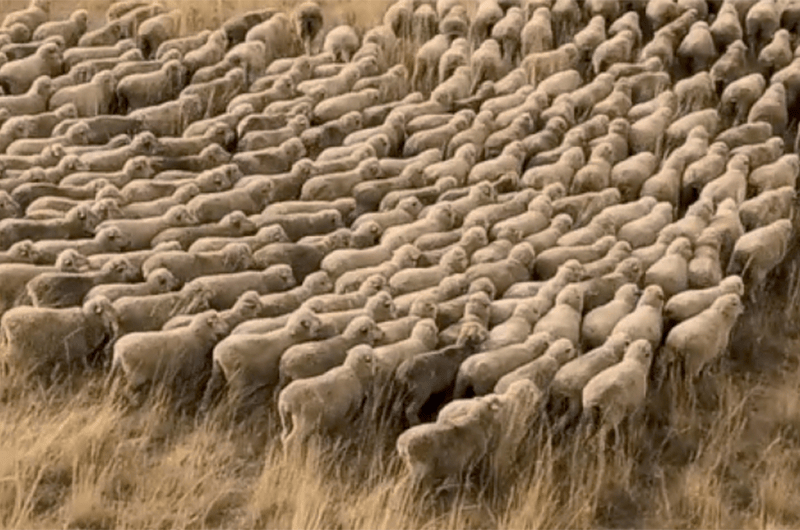 Regenerative fashion paddocks