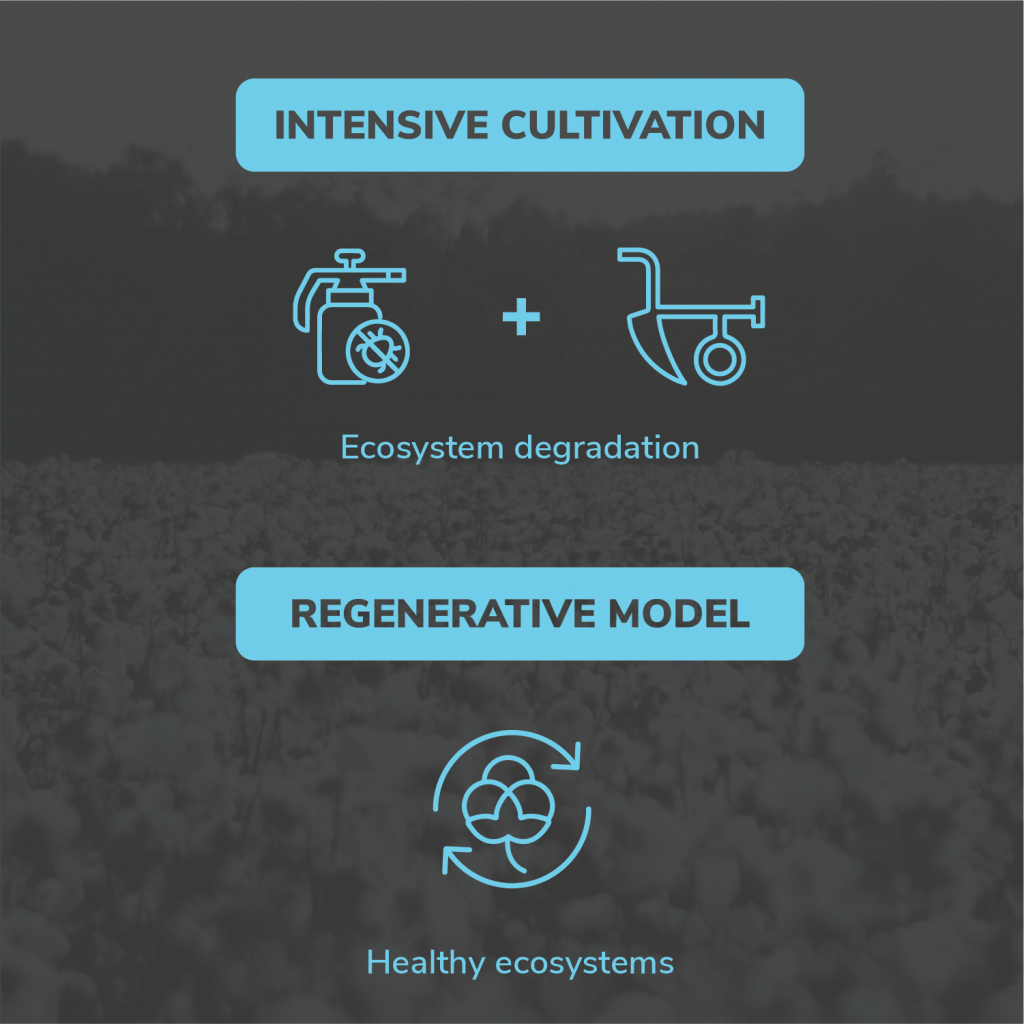 Intensive cultivation vs regenerative model