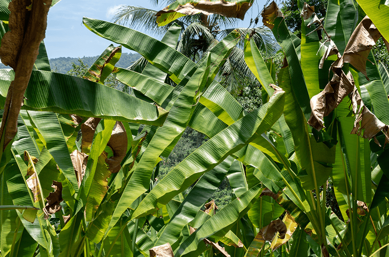 Regeneration and the fashion industry. Bananatex