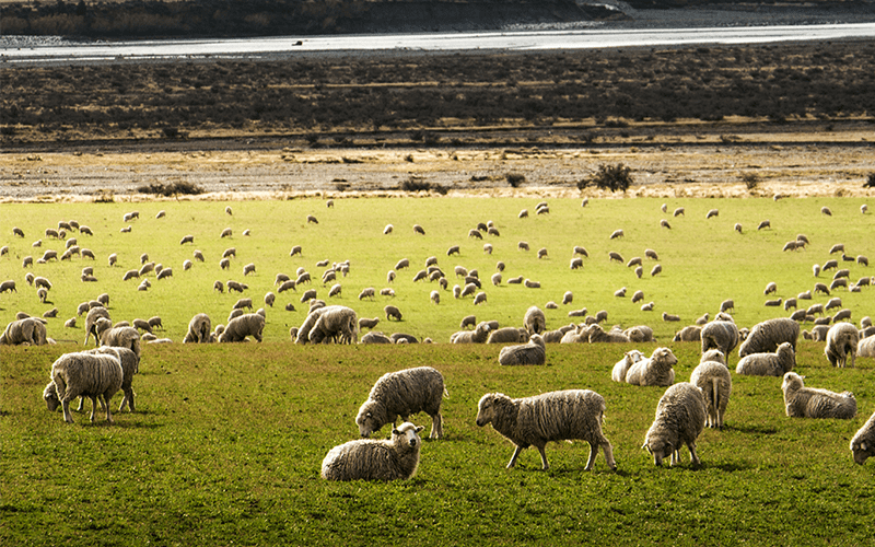 Taking care of animal welfare