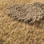 Botto Giuseppe Eco Intelligent Growth