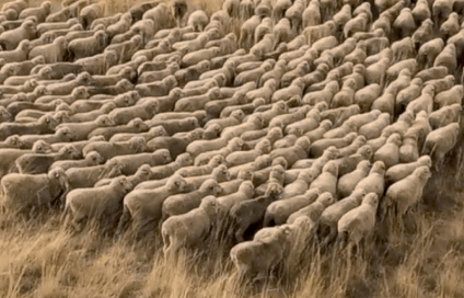 Regenerative fashion paddocks