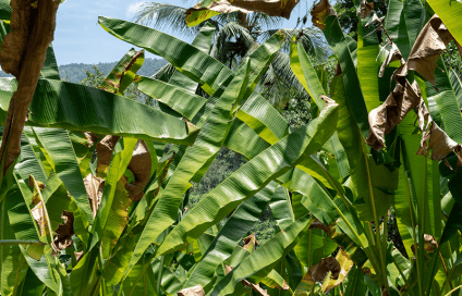 Regeneration and the fashion industry. Bananatex