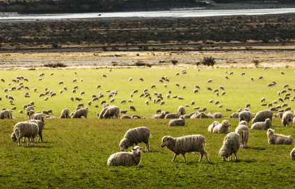 Taking care of animal welfare