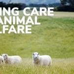 Taking care of animal welfare