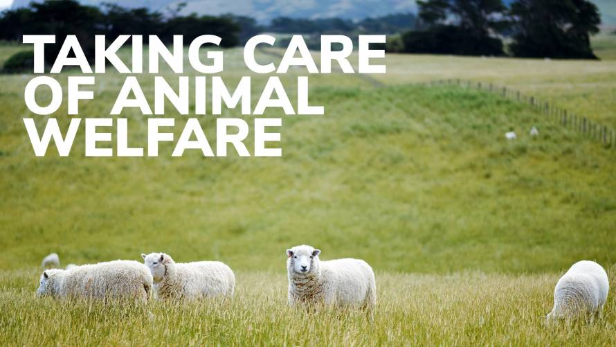 Taking care of animal welfare
