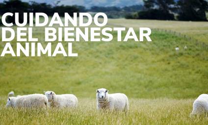 Cuidar el bienestar de los animales
