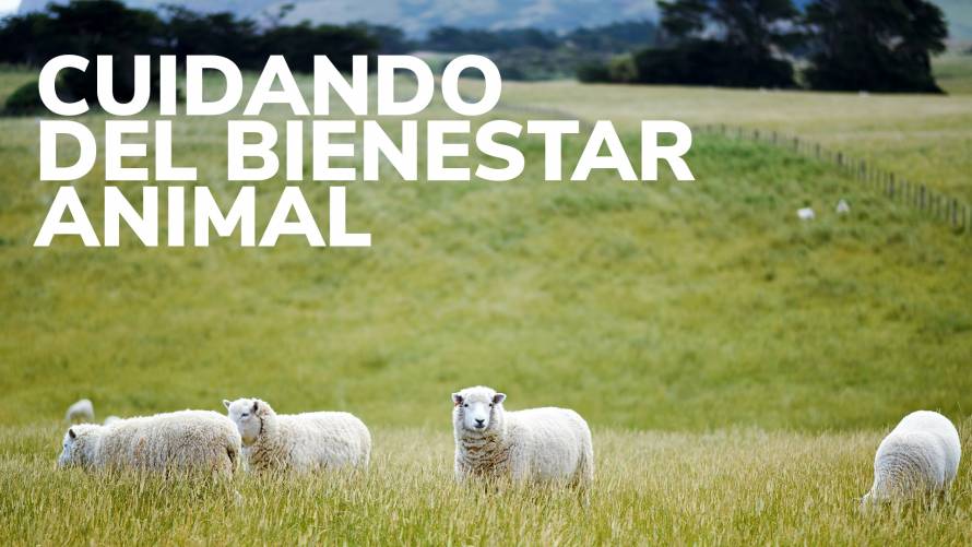 Cuidar el bienestar de los animales